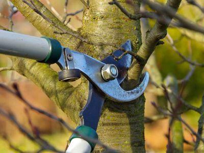 Taille arbres cholet chol ti debarras