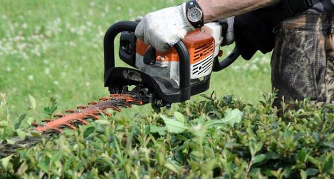 Taille haie chol ti debarras